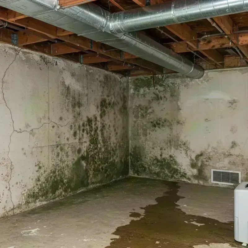 Professional Mold Removal in Country Club Village, MO